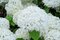 Hortenzia metlinatá Biela výška 20/50cm, v črepníku Hydrangea paniculata