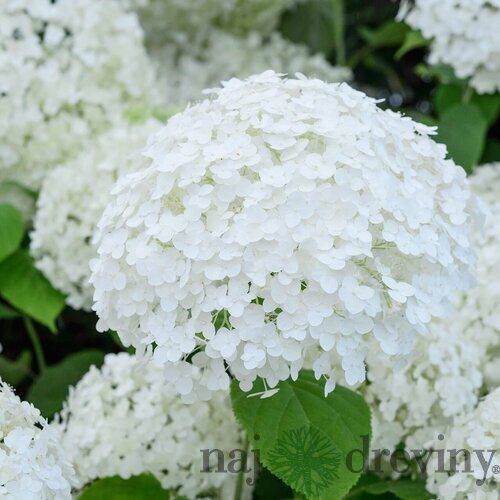 Hortenzia metlinatá Biela výška 20/50cm, v črepníku Hydrangea paniculata