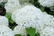 Hortenzia metlinatá Biela výška 20/50cm, v črepníku Hydrangea paniculata