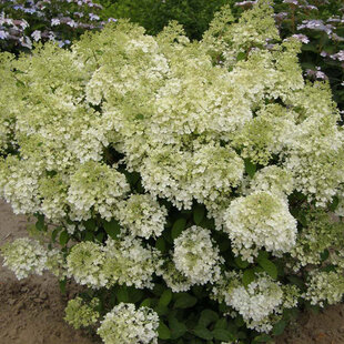 Hortenzia metlinatá BOBO Ilvobo, výška 30/+ cm, v črepníku 5l Hydrangea paniculata BOBO Ilvobo