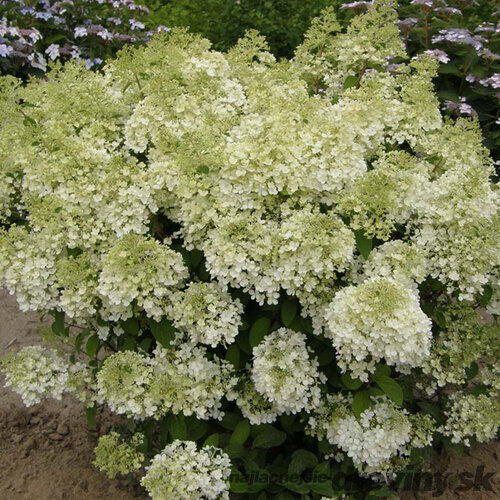 Hortenzia metlinatá BOBO Ilvobo, výška 30/+ cm, v črepníku 5l Hydrangea paniculata BOBO Ilvobo
