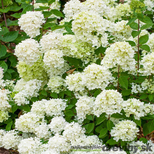 Hortenzia metlinatá ´BOMBSHELL®´, výška 15/+ cm, v črepníku P9 Hydrangea paniculata ‘Bombshell‘ PBR