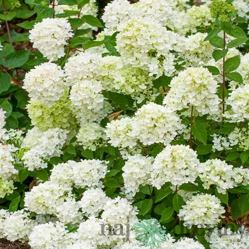 Hortenzia metlinatá ´BOMBSHELL®´, výška 40/60cm, v črepníku Hydrangea paniculata ‘Bombshell‘ PBR