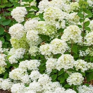 Hortenzia metlinatá ´BOMBSHELL®´, výška 40/60cm, v črepníku Hydrangea paniculata ‘Bombshell‘ PBR