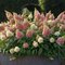 Hortenzia metlinatá CANDLELIGHT Hpopr013 PBR, výška 40/+ cm, v črepníku 5l Hydrangea paniculata CANDLELIGHT Hpopr013 PBR