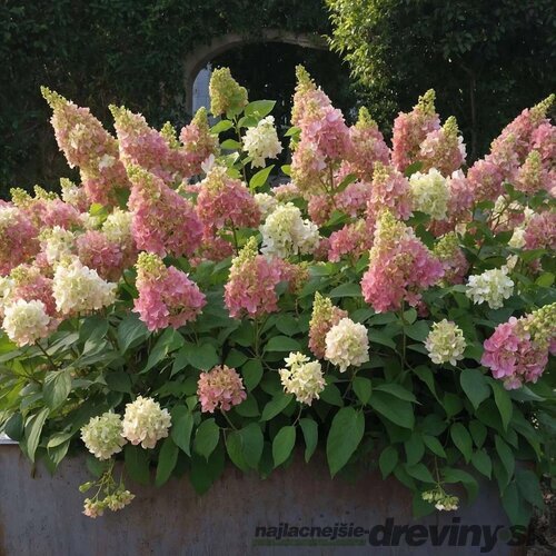Hortenzia metlinatá CANDLELIGHT Hpopr013 PBR, výška 40/+ cm, v črepníku 5l Hydrangea paniculata CANDLELIGHT Hpopr013 PBR