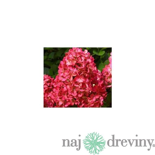 Hortenzia metlinatá Červená výška 20/50 cm, v črepníku Hydrangea paniculata