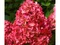 Hortenzia metlinatá Červená výška 20/50 cm, v črepníku Hydrangea paniculata