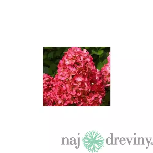 Hortenzia metlinatá Červená výška 20/50 cm, v črepníku Hydrangea paniculata