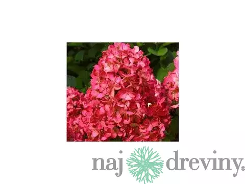 Hortenzia metlinatá Červená výška 20/50 cm, v črepníku Hydrangea paniculata