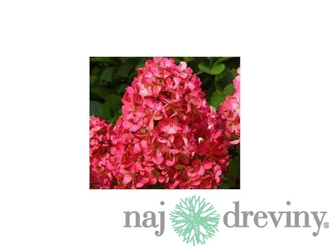 Hortenzia metlinatá Červená výška 20/50 cm, v črepníku Hydrangea paniculata