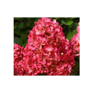 Hortenzia metlinatá Červená výška 20/50 cm, v črepníku Hydrangea paniculata