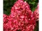 Hortenzia metlinatá Červená výška 20/50 cm, v črepníku Hydrangea paniculata