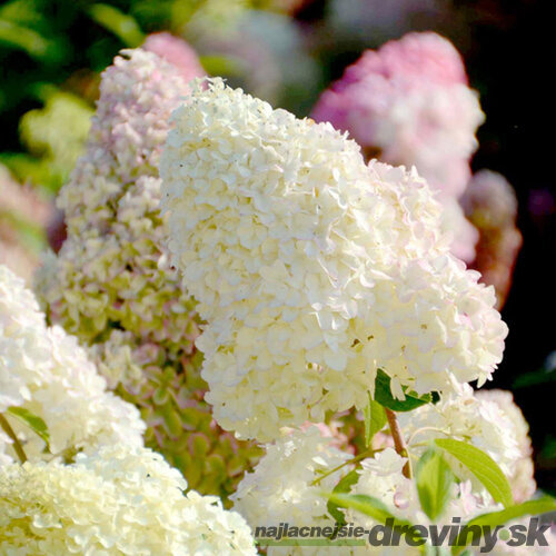 Hortenzia metlinatá Diamantino Ren 101, 15/20 cm v črepníku P9 Hydrangea paniculata DIAMANTINO ‘Ren101‘ PBR