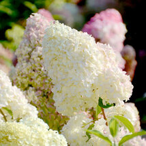 Hortenzia metlinatá Diamantino Ren 101, 15/20 cm v črepníku P9 Hydrangea paniculata DIAMANTINO ‘Ren101‘ PBR