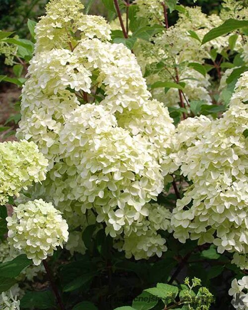 Hortenzia metlinatá Diamantino Ren 101 PBR, výška 40/+ cm, v črepníku 5l Hydrangea paniculata ‘Ren 101‘ PBR Diamantino