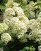 Hortenzia metlinatá Diamantino Ren 101 PBR, výška 40/+ cm, v črepníku 5l Hydrangea paniculata ‘Ren 101‘ PBR Diamantino