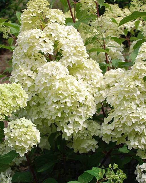 Hortenzia metlinatá Diamantino Ren 101 PBR, výška 40/+ cm, v črepníku 5l Hydrangea paniculata ‘Ren 101‘ PBR Diamantino