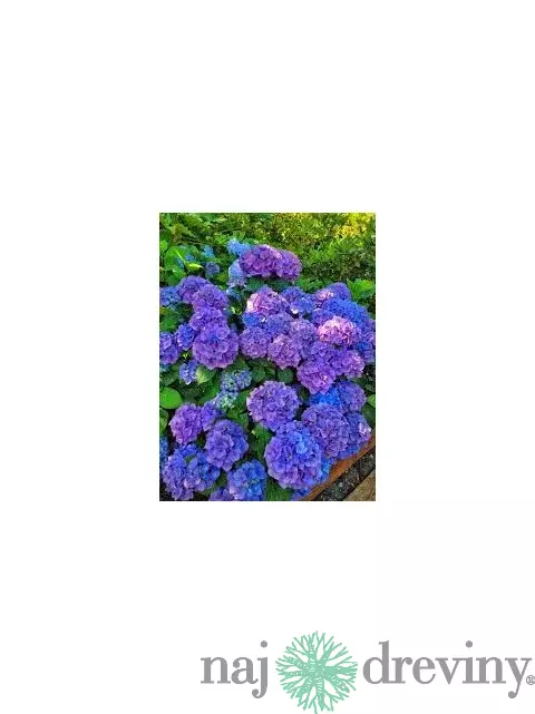 Hortenzia metlinatá Fialová výška 20/50 cm, v črepníku Hydrangea paniculata