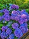 Hortenzia metlinatá Fialová výška 20/50 cm, v črepníku Hydrangea paniculata