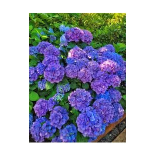Hortenzia metlinatá Fialová výška 20/50 cm, v črepníku Hydrangea paniculata