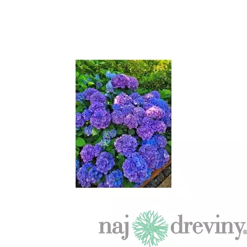 Hortenzia metlinatá Fialová výška 20/50 cm, v črepníku Hydrangea paniculata