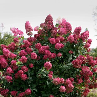 Hortenzia metlinatá Fire Light, výška 40/ + cm, v črepníku 5l Hydrangea paniculata Fire Light