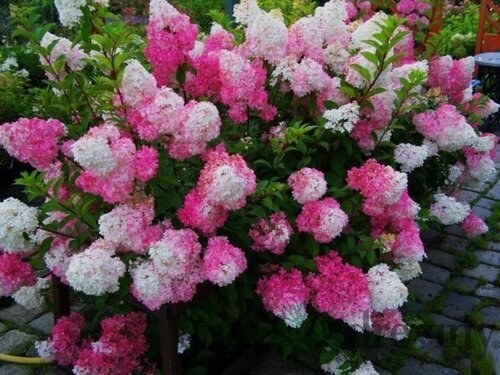 Hortenzia metlinatá FRAISE MELBA ‘Renba‘ PBR, výška 50/+ cm, v črepníku 5l Hydrangea paniculata