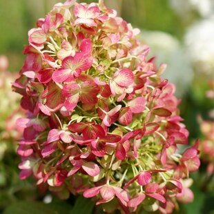 Hortenzia metlinatá GRAFFITI ‘ROU201406‘, výška 30/+ cm, v črepníku 5l Hydrangea paniculata GRAFFITI ‘ROU201406‘