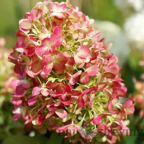 Hortenzia metlinatá GRAFFITI ‘ROU201406‘, výška 30/+ cm, v črepníku 5l Hydrangea paniculata GRAFFITI ‘ROU201406‘