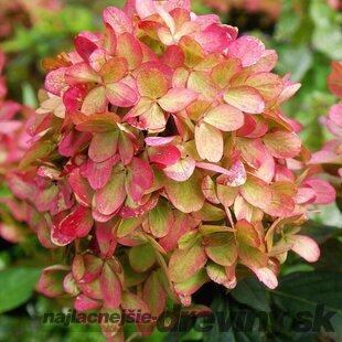 Hortenzia metlinatá Grafitti i  výška 40/60 cm , v črepníku 3l Hydrangea paniculata