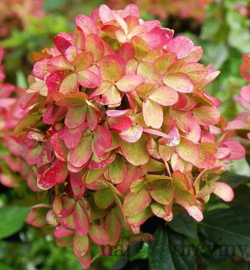 Hortenzia metlinatá Grafitti i  výška 40/60 cm , v črepníku 3l Hydrangea paniculata