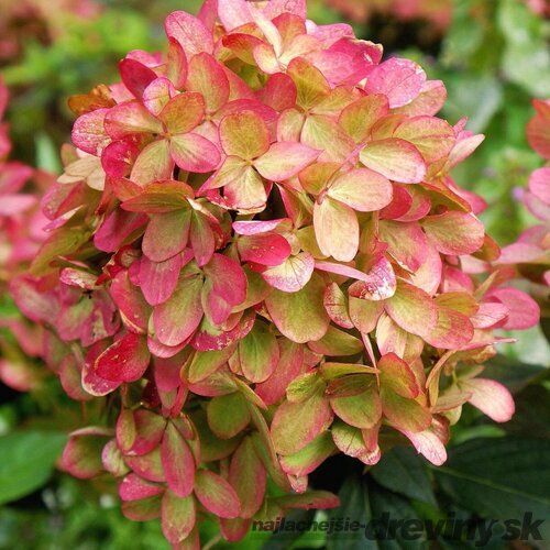 Hortenzia metlinatá Grafitti i  výška 40/60 cm , v črepníku 3l Hydrangea paniculata