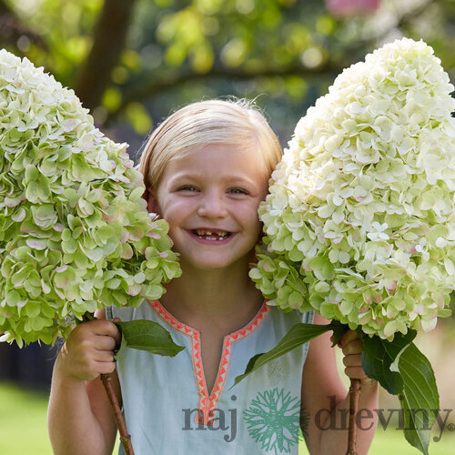 Hortenzia metlinatá Hercules  výška 30/40 cm , v črepníku 3l  Hydrangea paniculata