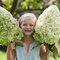 Hortenzia metlinatá Hercules  výška 30/40 cm , v črepníku 3l  Hydrangea paniculata