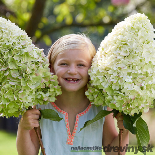 Hortenzia metlinatá Hercules  výška 30/40 cm , v črepníku 3l  Hydrangea paniculata