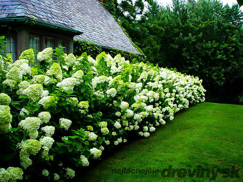Hortenzia metlinatá ‘Limelight‘ PBR, výška 30/+ cm, v črepníku 5l Hydrangea paniculata Limelight