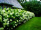Hortenzia metlinatá ‘Limelight‘ PBR, výška 30/+ cm, v črepníku 5l Hydrangea paniculata Limelight