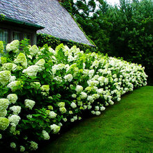 Hortenzia metlinatá ‘Limelight‘ PBR, výška 30/+ cm, v črepníku 5l Hydrangea paniculata Limelight
