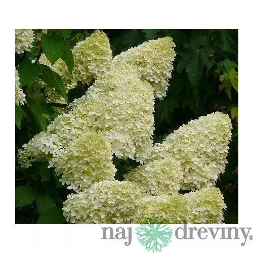 Hortenzia metlinatá Limelight,výška 20/30 cm, v črepníku Hydrangea paniculata Limelight