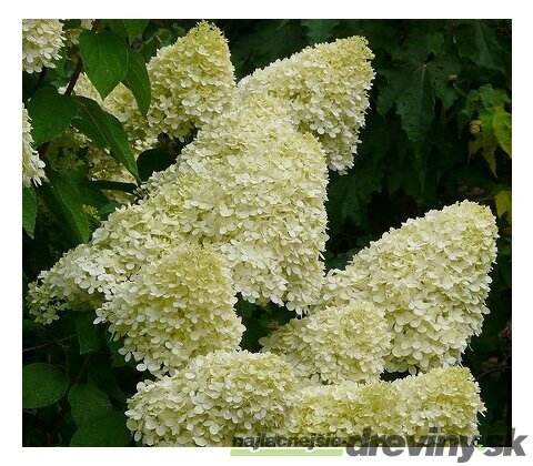 Hortenzia metlinatá Limelight,výška 20/30 cm, v črepníku Hydrangea paniculata Limelight