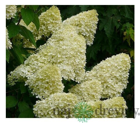 Hortenzia metlinatá Limelight,výška 20/30 cm, v črepníku Hydrangea paniculata Limelight