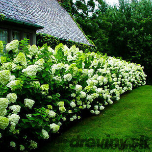 Hortenzia metlinatá Limelight, výška 80/+ cm, v črepníku 15l Hydrangea paniculata Limelight