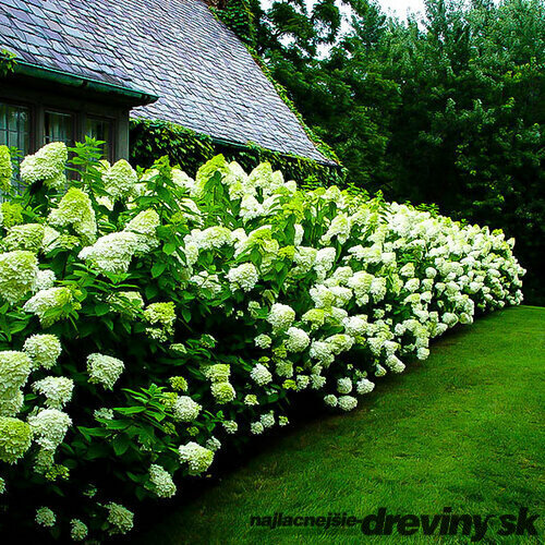 Hortenzia metlinatá Limelight, výška 80/+ cm, v črepníku 15l Hydrangea paniculata Limelight