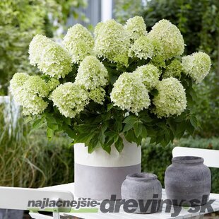 Hortenzia metlinatá Little Spooky, výška 30/50 cm, v črepníku 5l Hydrangea paniculata