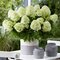 Hortenzia metlinatá Little Spooky, výška 30/50 cm, v črepníku 5l Hydrangea paniculata