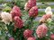 Hortenzia metlinatá Magical Candle 15/20 cm, v črepníku P9 Hydrangea paniculata MAGICAL CANDLE‘Bokraflame‘PBR