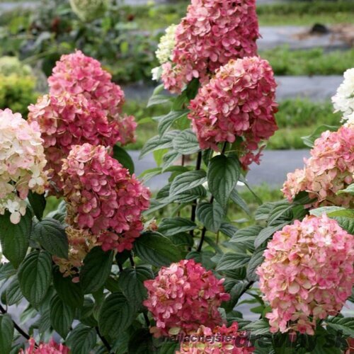 Hortenzia metlinatá Magical Candle 15/20 cm, v črepníku P9 Hydrangea paniculata MAGICAL CANDLE‘Bokraflame‘PBR
