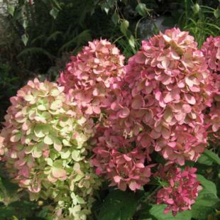 Hortenzia metlinatá MAGICAL CANDLE, výška 25/+ cm, v črepníku 3l Hydrangea paniculata MAGICAL CANDLE Bokraflame