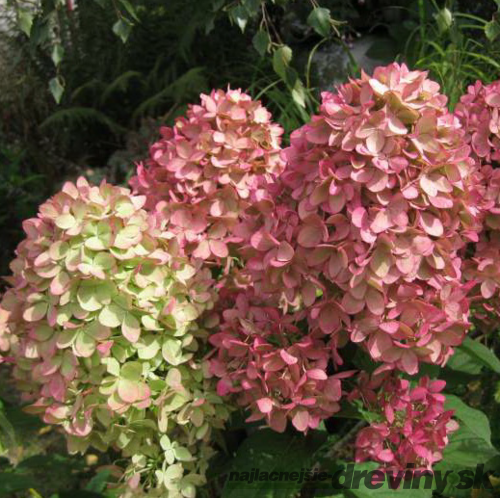 Hortenzia metlinatá MAGICAL CANDLE, výška 25/+ cm, v črepníku 3l Hydrangea paniculata MAGICAL CANDLE Bokraflame